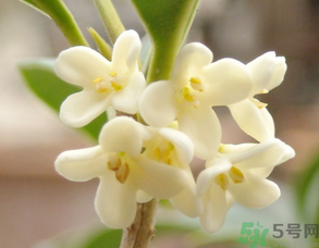 新鮮桂花可以做什么好吃的？新鮮桂花的做法大全