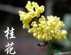 剛摘的桂花怎么處理？桂花摘下來怎么處理？