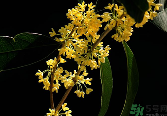 剛摘的桂花怎么處理？桂花摘下來怎么處理？