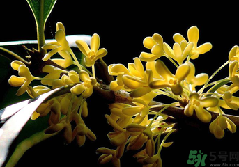 剛摘的桂花怎么處理？桂花摘下來怎么處理？