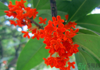 剛摘的桂花怎么清洗？新鮮桂花怎么清洗？