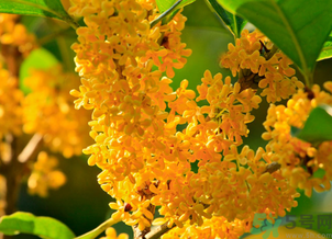 剛摘的桂花怎么清洗？新鮮桂花怎么清洗？