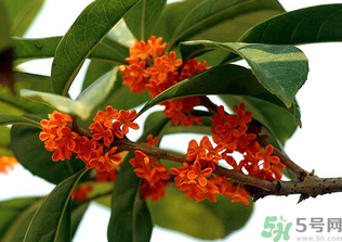 桂花怎么保存？桂花怎么保存香味？