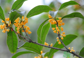 桂花怎么保存？桂花怎么保存香味？