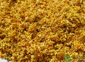  桂花多少錢一斤？桂花多少錢一兩？