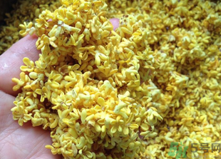 新鮮桂花怎么吃?新鮮桂花的食用方法 新鮮桂花怎么吃?新鮮桂花的食用方法