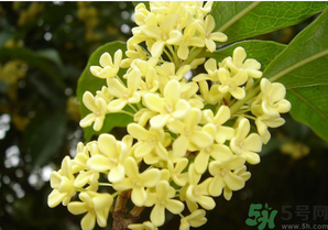 新鮮桂花怎么吃?新鮮桂花的食用方法 新鮮桂花怎么吃?新鮮桂花的食用方法