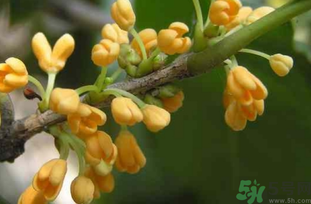 剛摘的桂花能吃嗎？剛摘的桂花可以吃嗎？