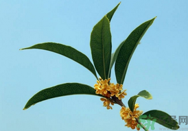 桂花可以做什么？新鮮桂花可以做什么？
