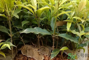 桂花可以做什么？新鮮桂花可以做什么？