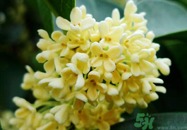 剛摘的桂花有蟲怎么辦？干桂花長蟲怎么辦？