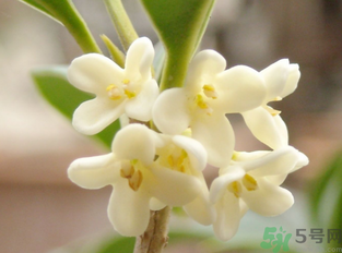 新鮮桂花怎么做干桂花？剛摘的桂花怎么處理成干桂花？