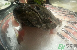 黑魚死了還能吃嗎？死黑魚能吃嗎？