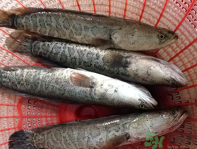 黑魚死了還能吃嗎？死黑魚能吃嗎？