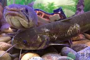 黑魚死了還能吃嗎？死黑魚能吃嗎？