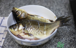 鯽魚死了還能吃嗎？死鯽魚能吃嗎？