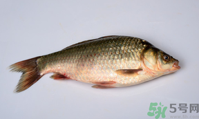 鯽魚死了多久不能吃？剛死的鯽魚能吃嗎？