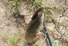 黑魚怎么釣？釣黑魚技巧