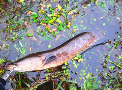 黑魚怎么釣？釣黑魚技巧