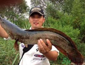 釣黑魚用什么餌？釣黑魚用什么餌最好？