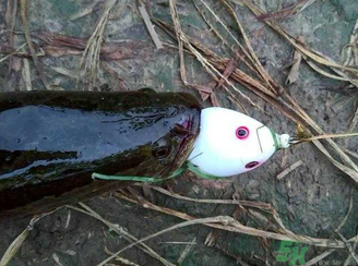 釣黑魚用什么餌？釣黑魚用什么餌最好？