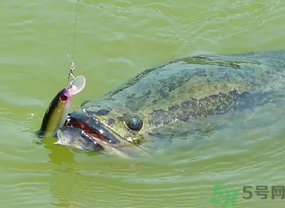 路亞釣黑魚用什么假餌？路亞釣黑魚用什么餌？