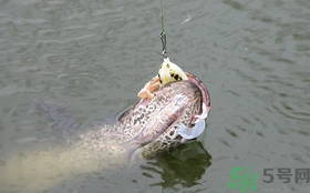 路亞釣黑魚用什么假餌？路亞釣黑魚用什么餌？