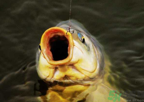 夜釣鯉魚用什么餌料？秋天夜釣鯉魚用什么餌料？