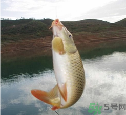 夜釣鯉魚用什么餌料？秋天夜釣鯉魚用什么餌料？