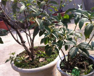 桂花可以做什么？新鮮桂花可以做什么？