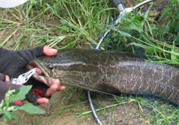 路亞釣黑魚(yú)用什么假餌？路亞釣黑魚(yú)用什么餌？