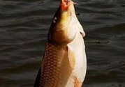 夜釣鯉魚用什么餌料？秋天夜釣鯉魚用什么餌料？