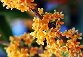 桂花一年開幾次花？桂花是幾月份開花？