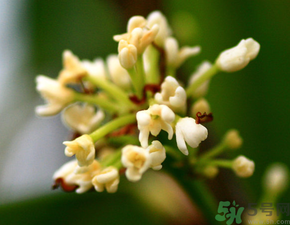 桂花一年開幾次花？桂花是幾月份開花？