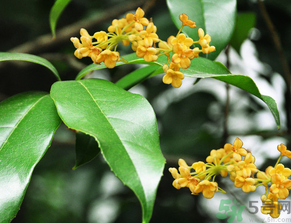  桂花什么季節(jié)開花？桂花什么時(shí)候開花？