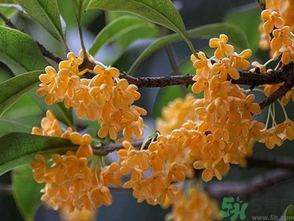 桂花什么季節(jié)開花？桂花什么時(shí)候開花？
