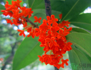  桂花什么季節(jié)開花？桂花什么時(shí)候開花？