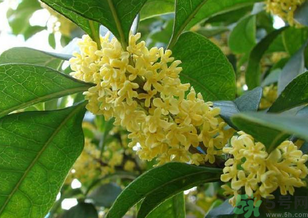 桂花是什么顏色？桂花有幾種顏色？