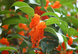 桂花是什么顏色？桂花有幾種顏色？