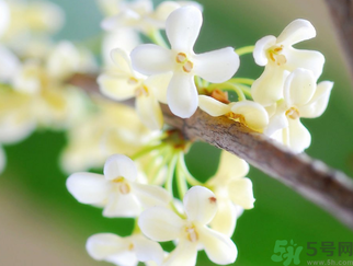 桂花是什么顏色？桂花有幾種顏色？