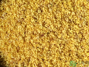 桂花可以做枕頭嗎？桂花做枕頭有什么功效？