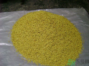 桂花可以做枕頭嗎？桂花做枕頭有什么功效？