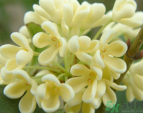 桂花怎么做香水？新鮮桂花怎么做香水？