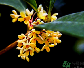 桂花怎么做香水？新鮮桂花怎么做香水？
