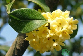 桂花不開花是什么原因？桂花不開花怎么辦？
