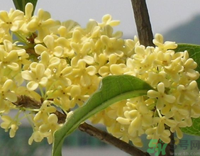 桂花不開花是什么原因？桂花不開花怎么辦？