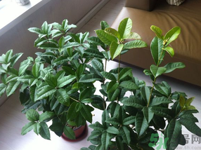 桂花可以放在臥室嗎？桂花放在臥室好嗎？