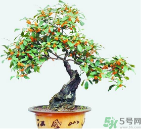 桂花樹可以種在室內(nèi)嗎？桂花樹適合在室內(nèi)嗎？