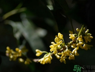 桂花酒的保質(zhì)期是多少？桂花酒過(guò)期了能喝嗎？