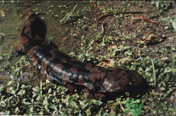 野生娃娃魚多少錢一斤？野生娃娃魚多少錢一條？